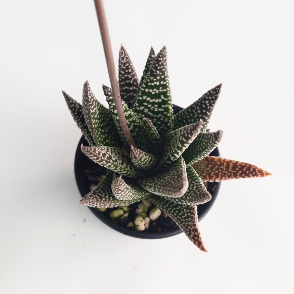 Aloe 'Wonder'