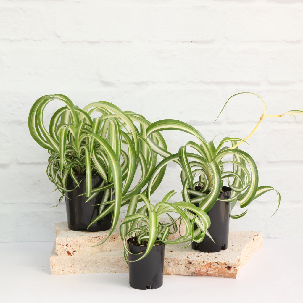 POWERS TO FLOWERS - Chlorophytum Falangio 2 Piante Vere: Bonnie E Ocean In Vaso Ceramica 12cm – Piante Purificanti