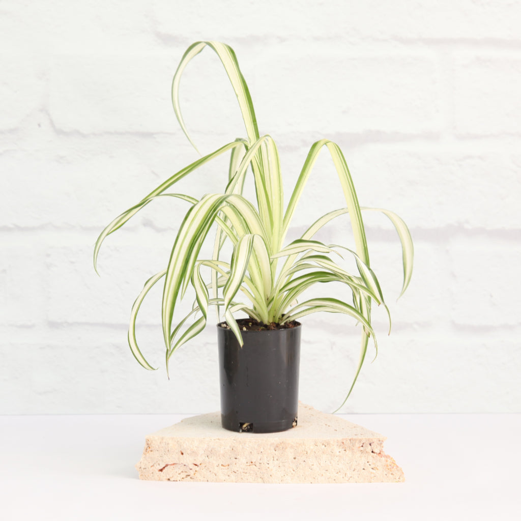 Chlorophytum comosum 'Vittatum'- Variegated Spider Plant