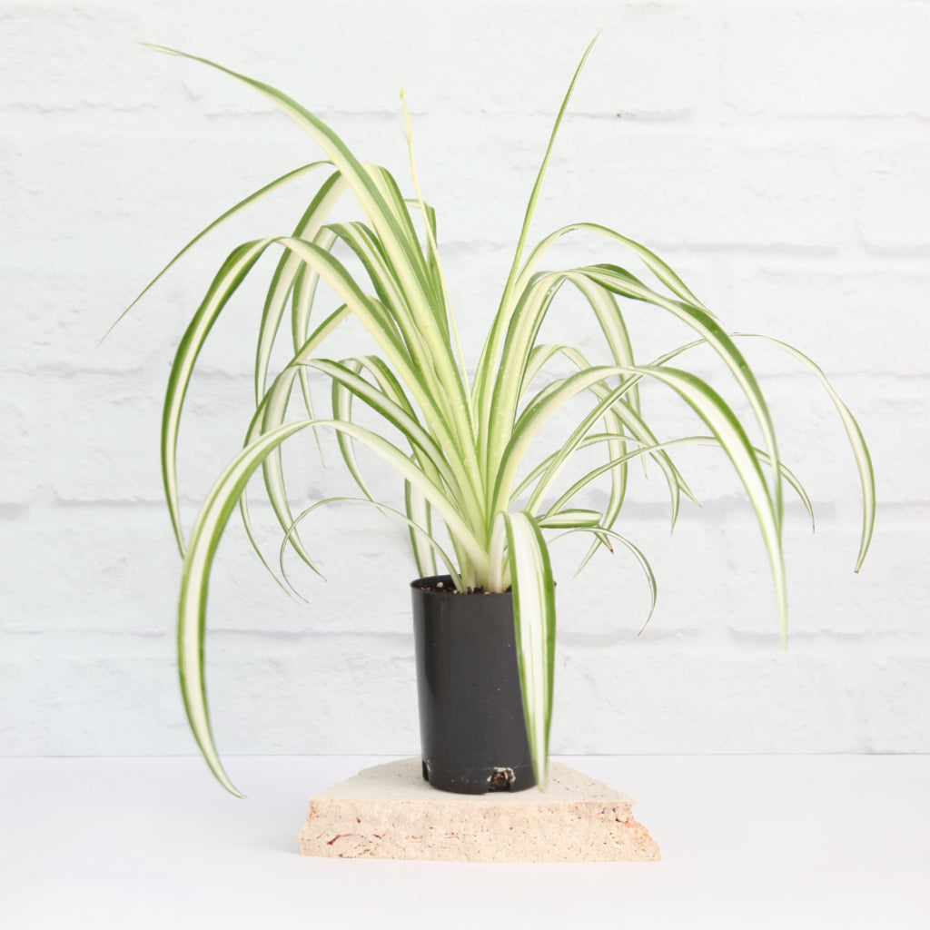 Chlorophytum comosum 'Vittatum'- Variegated Spider Plant