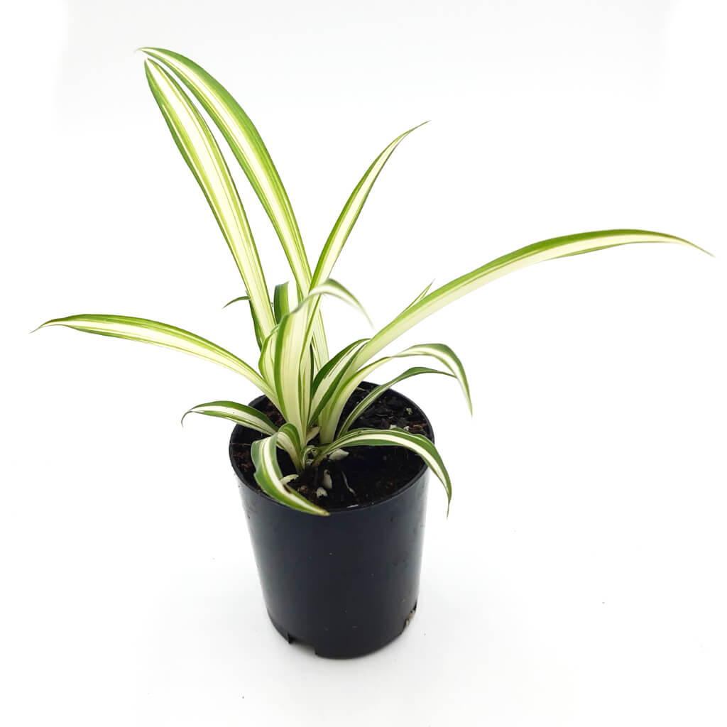 Chlorophytum comosum 'Vittatum'- Variegated Spider Plant