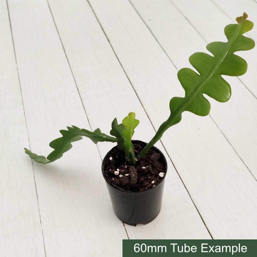 Disocactus anguliger - Fishbone Cactus