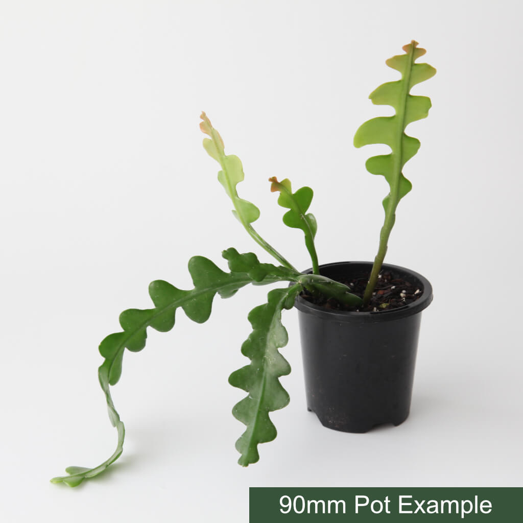 Disocactus anguliger - Fishbone Cactus