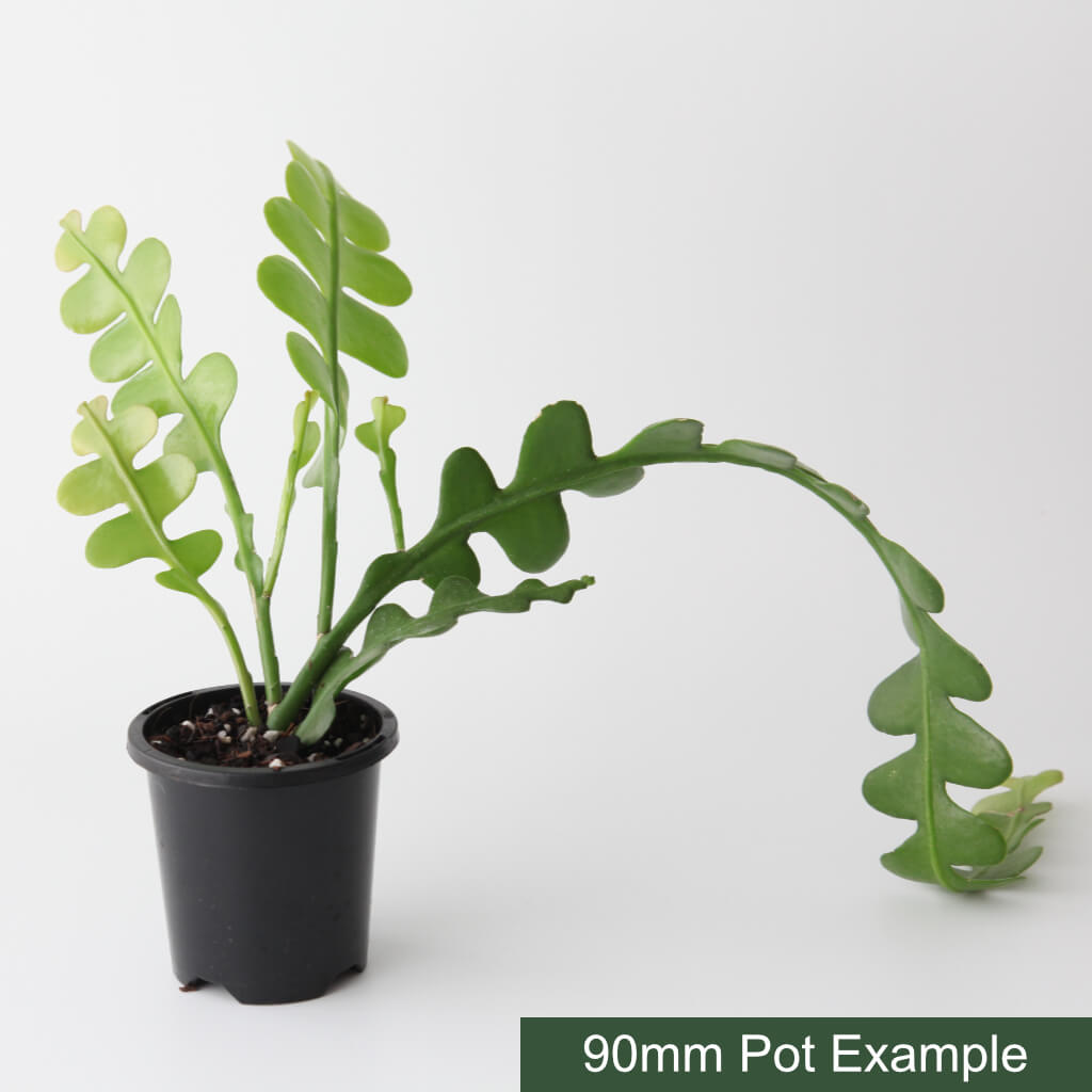 Disocactus anguliger - Fishbone Cactus