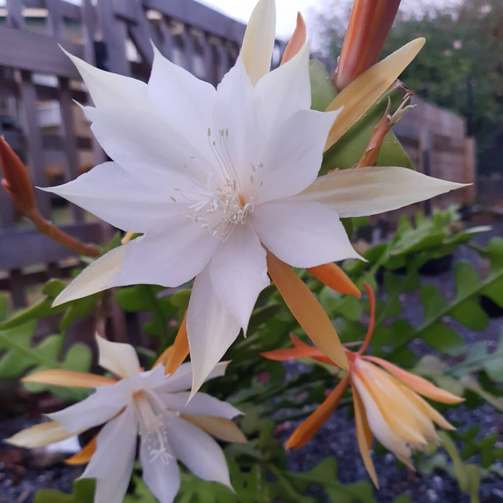 Disocactus anguliger (Fishbone Cactus) in full bloom
