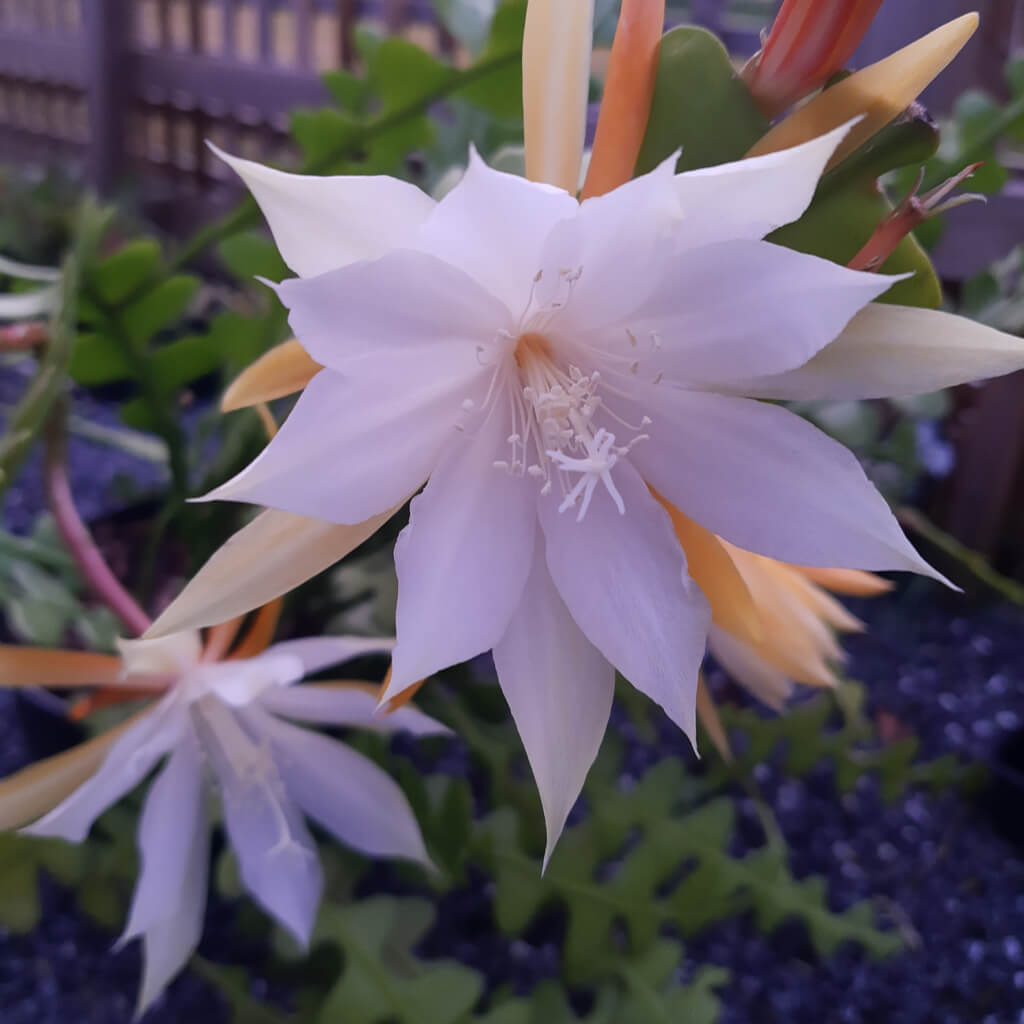 Disocactus anguliger - Fishbone Cactus
