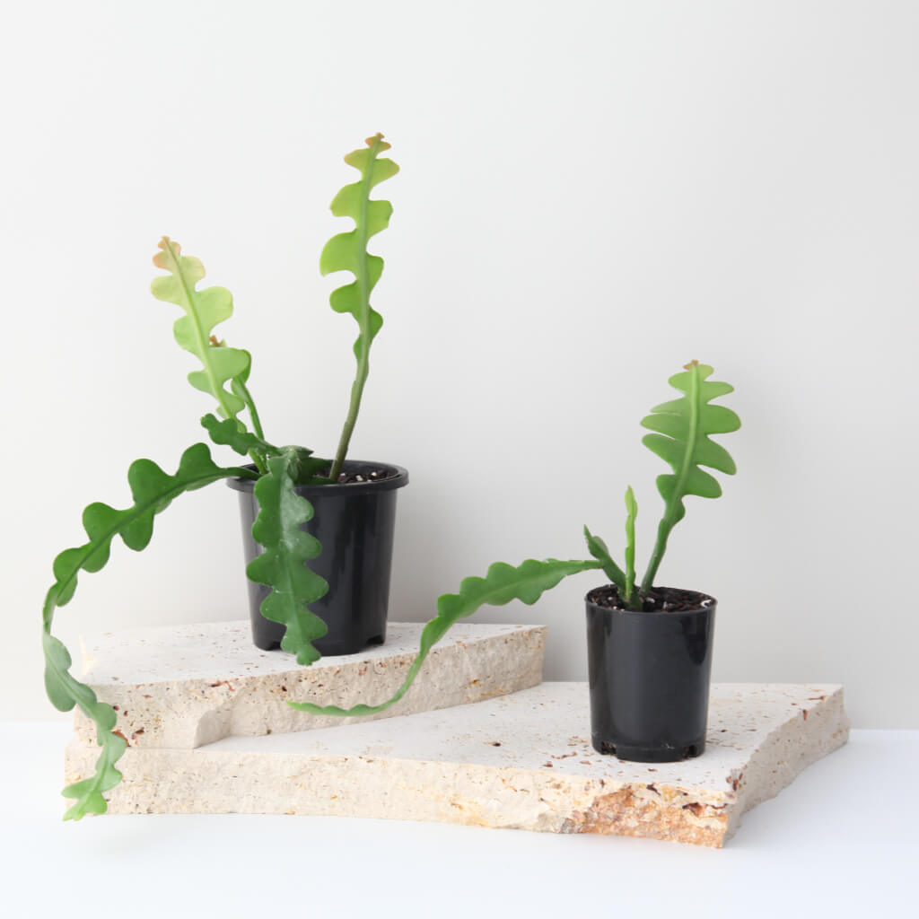 Disocactus anguliger - Fishbone Cactus