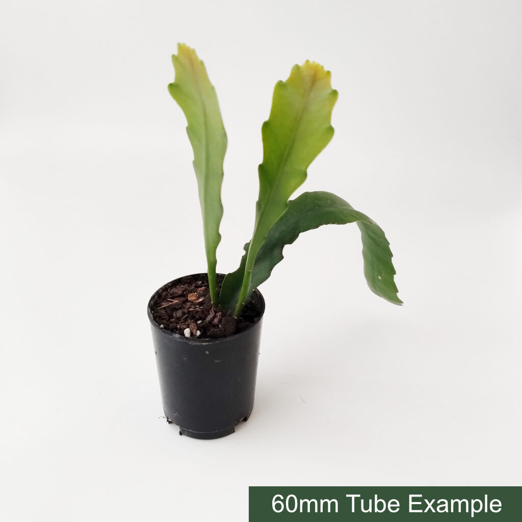 Disocactus nelsonii