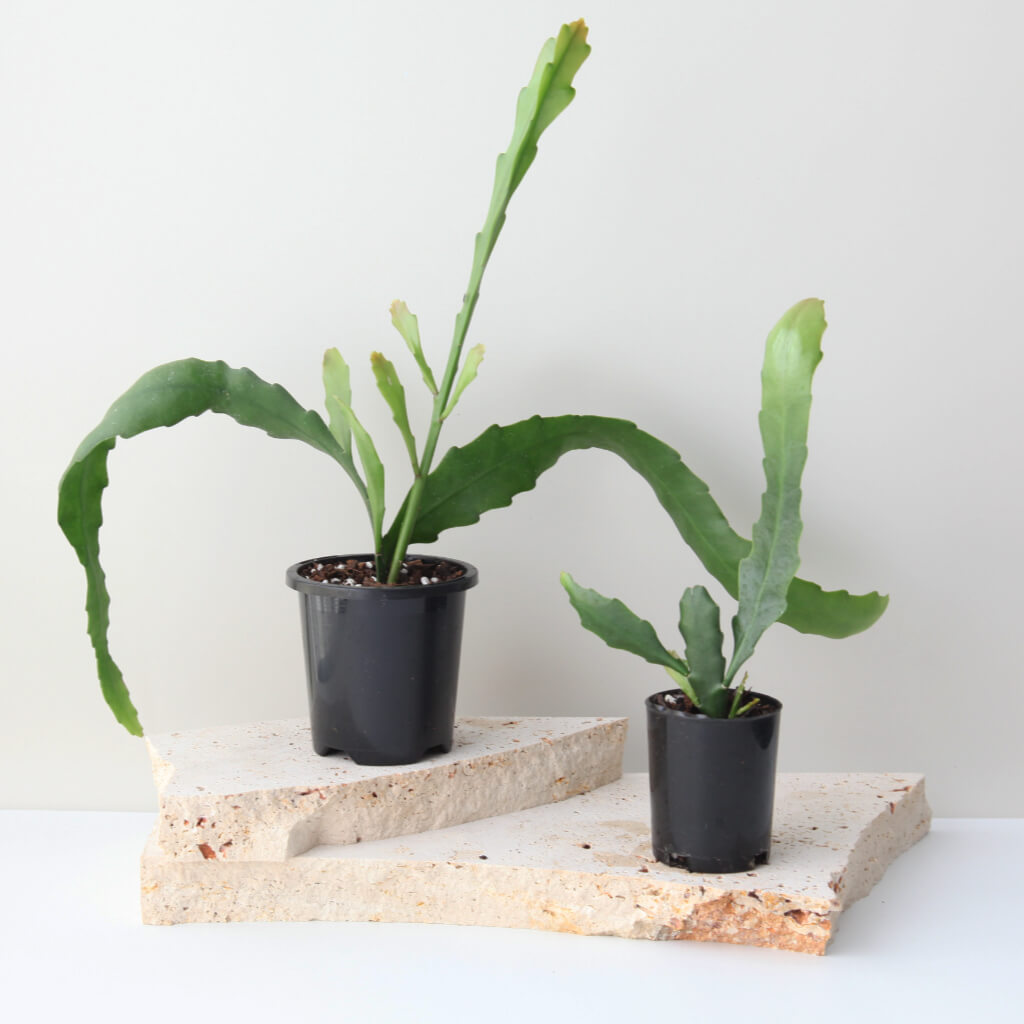 Disocactus nelsonii