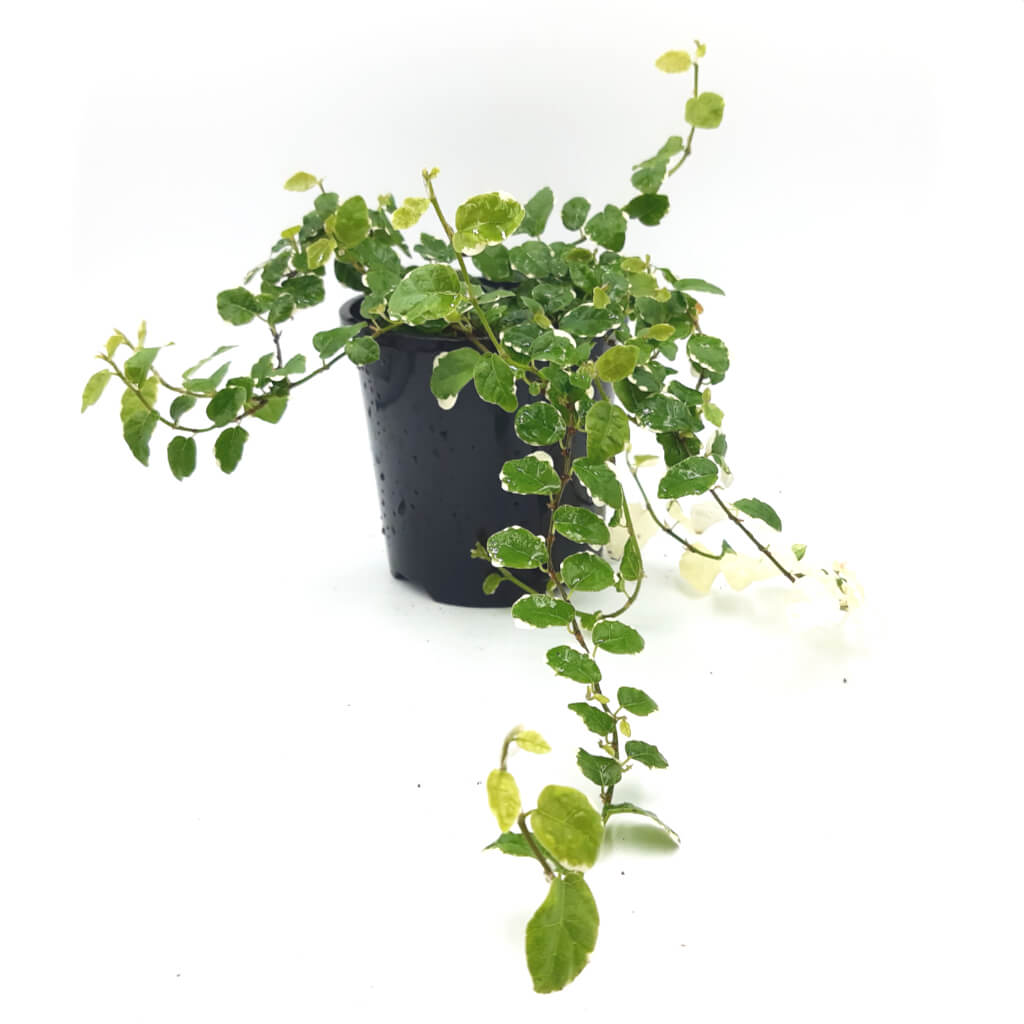 Ficus pumila variegated - Creeping Fig