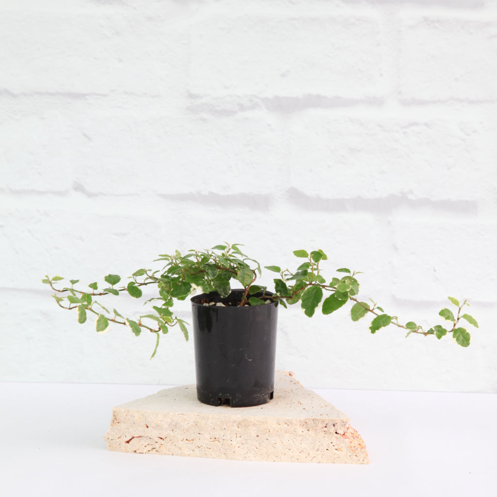 Ficus pumila variegated - Creeping Fig