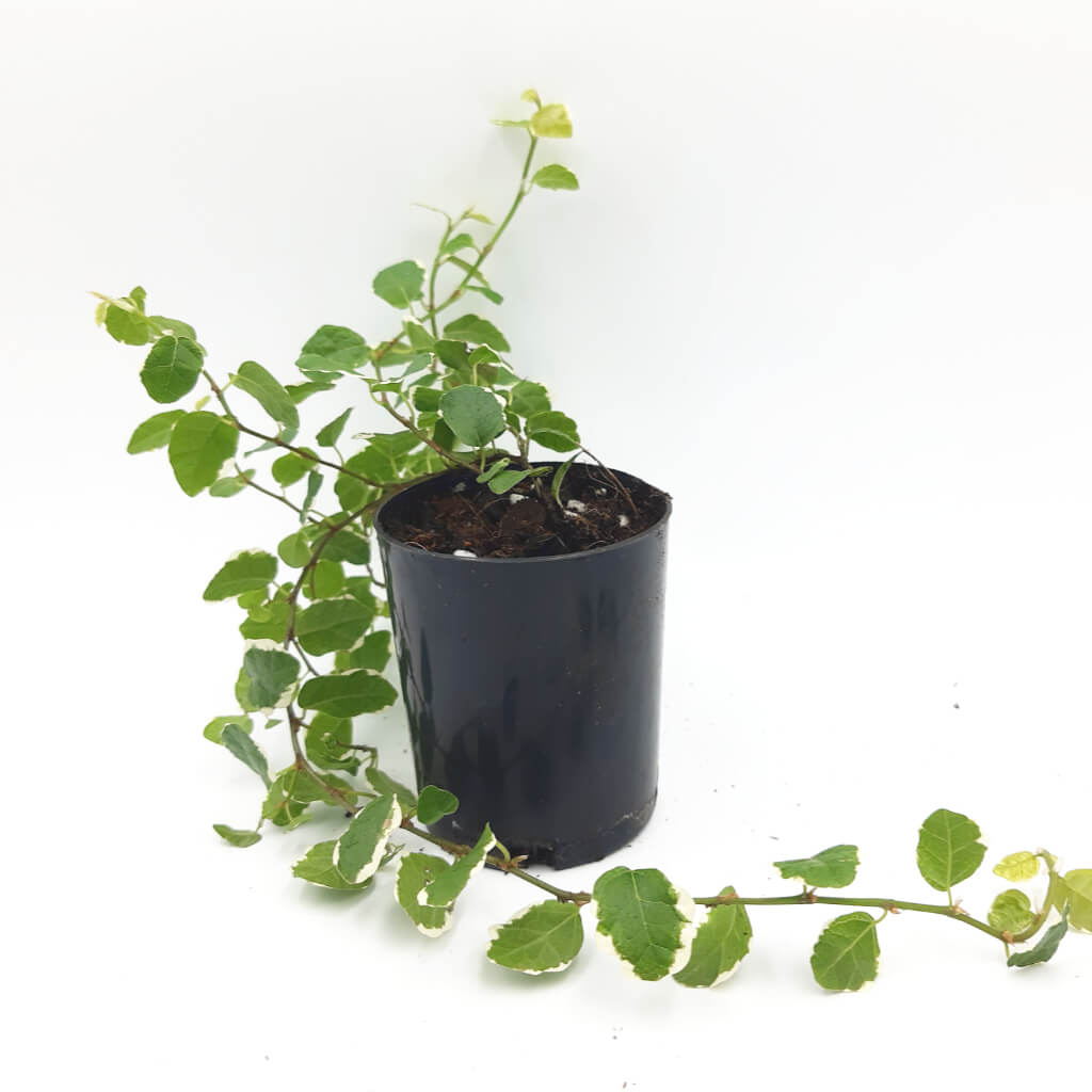 Ficus pumila variegated - Creeping Fig