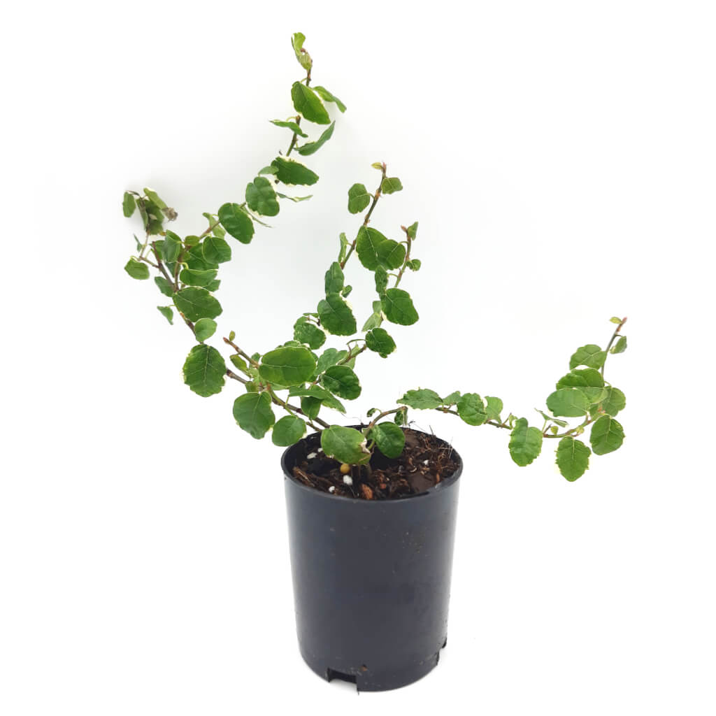 Ficus pumila variegated - Creeping Fig
