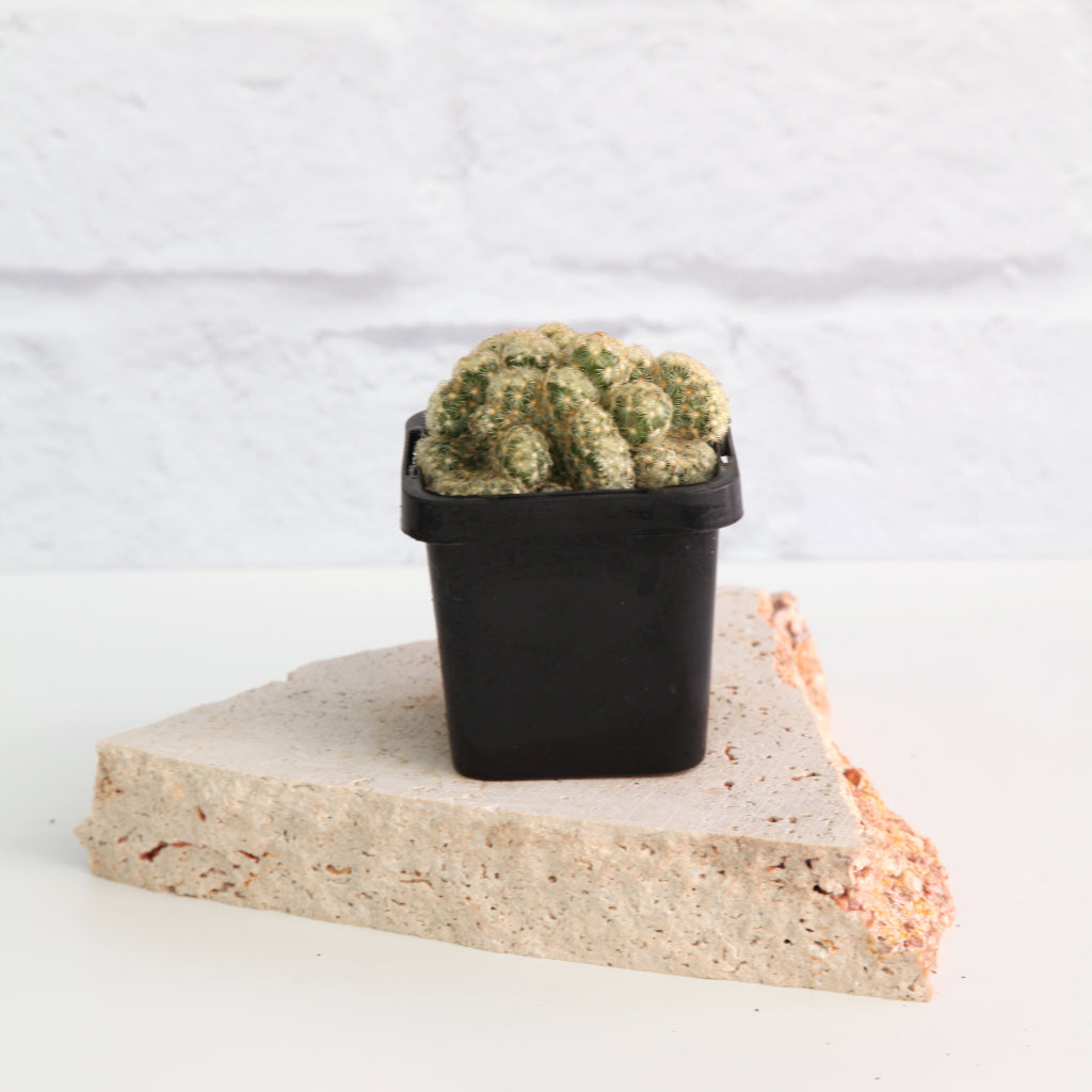 Mammillaria elongata f. cristata - Brain Cactus