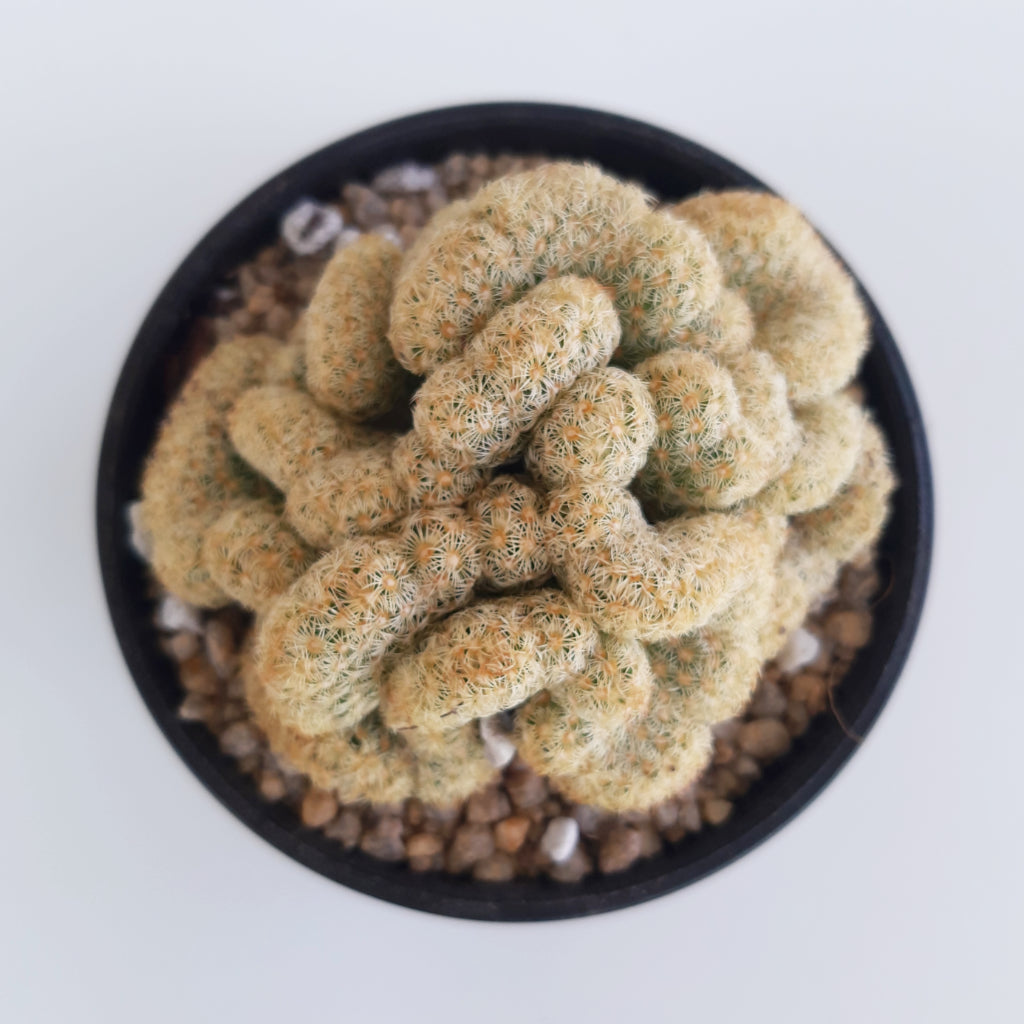 Mammillaria elongata f. cristata Brain Cactus 100mm Pot