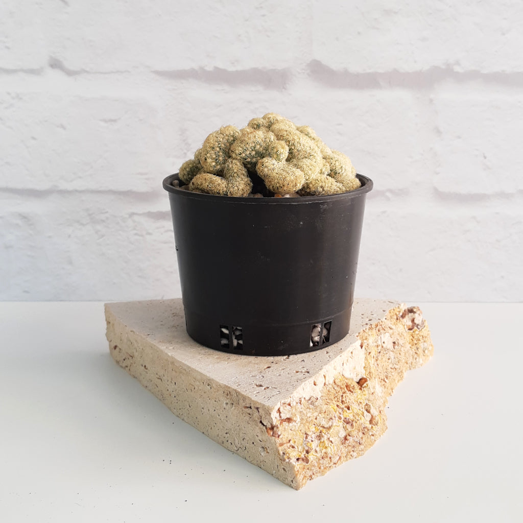 Mammillaria elongata f. cristata - Brain Cactus