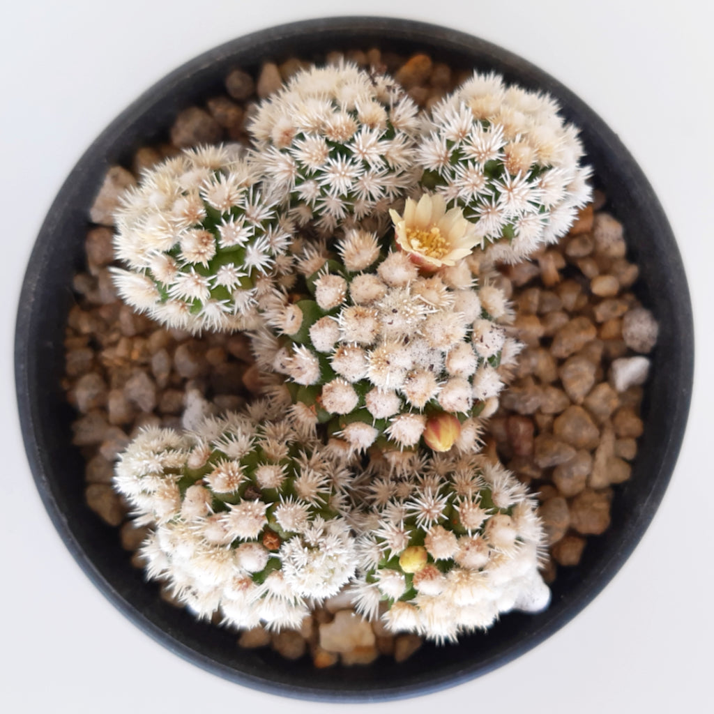 Mammillaria vetula subs. gracilis 'Arizona Snowcap'
