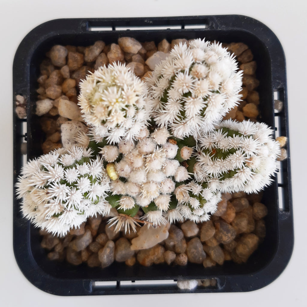 Mammillaria vetula subs. gracilis 'Arizona Snowcap'