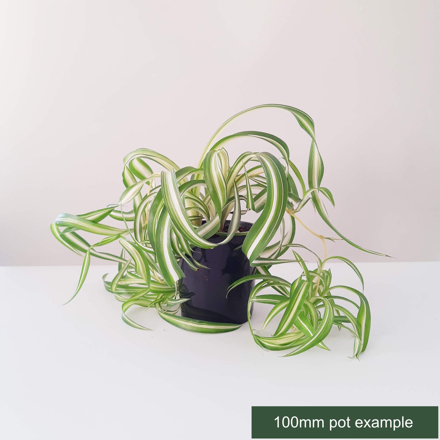 Chlorophytum comosum 'Bonnie' - Curly Spider Plant