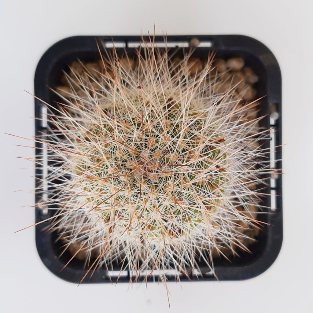 Mammillaria spinosissima - Red Headed Irishman