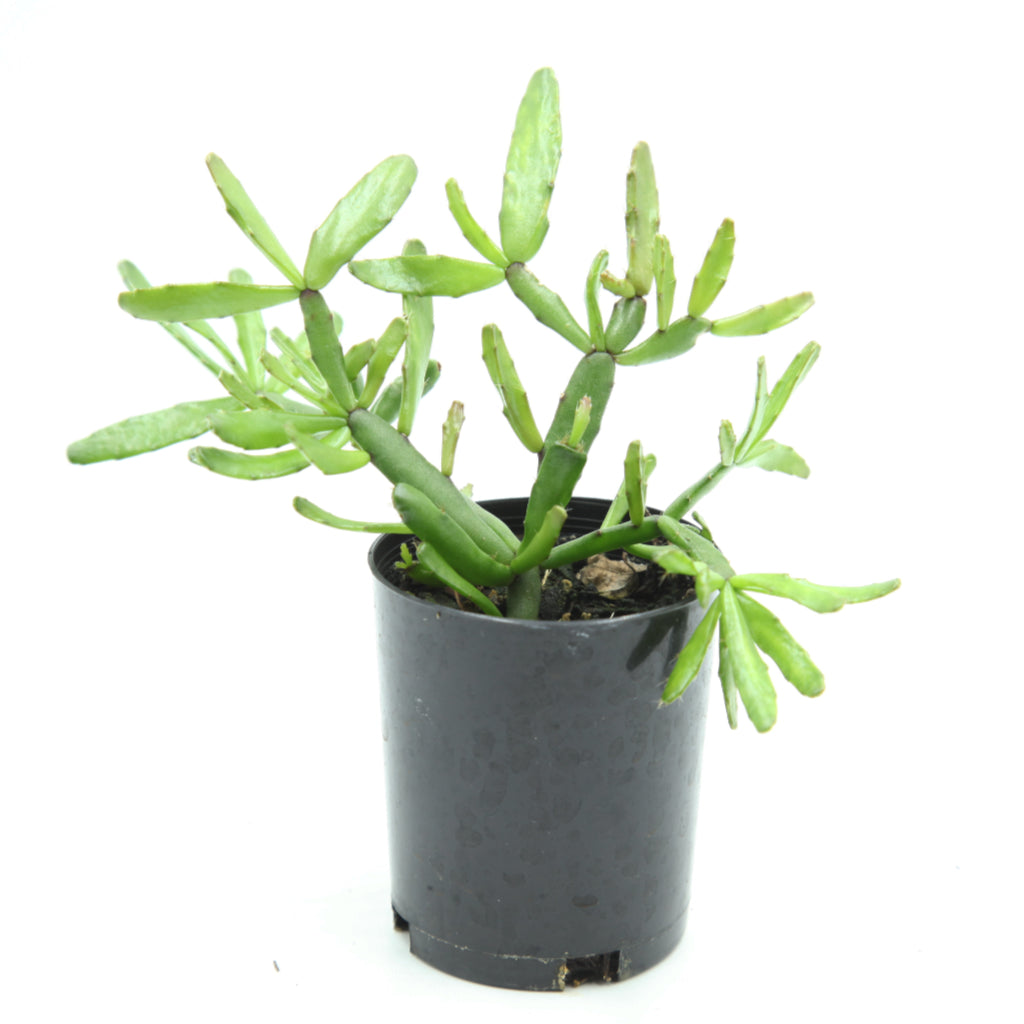 Rhipsalidopsis rosea - Rose Easter Cactus