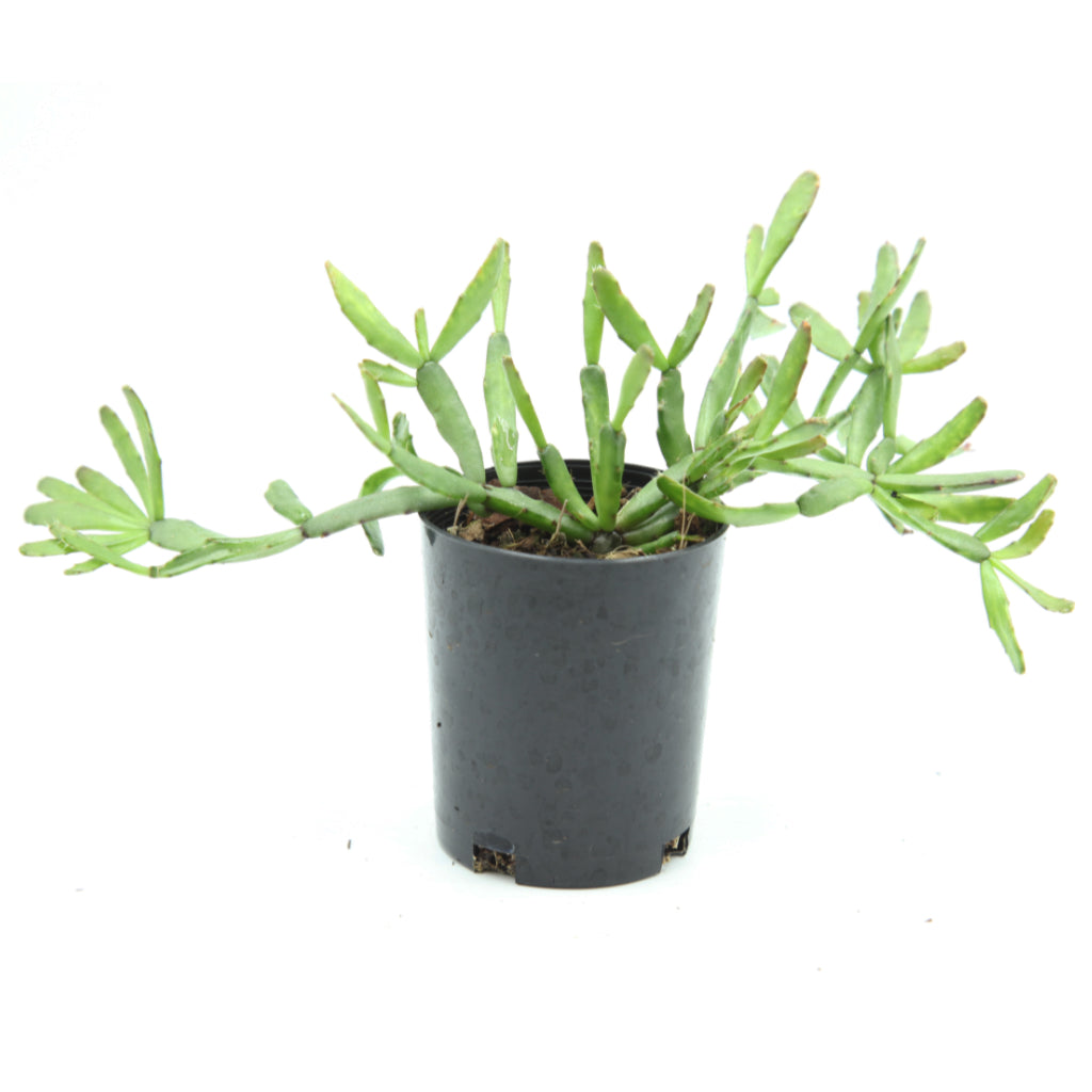 Rhipsalidopsis rosea - Rose Easter Cactus