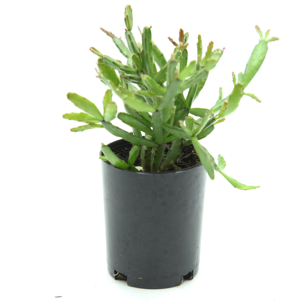 Rhipsalidopsis rosea - Rose Easter Cactus