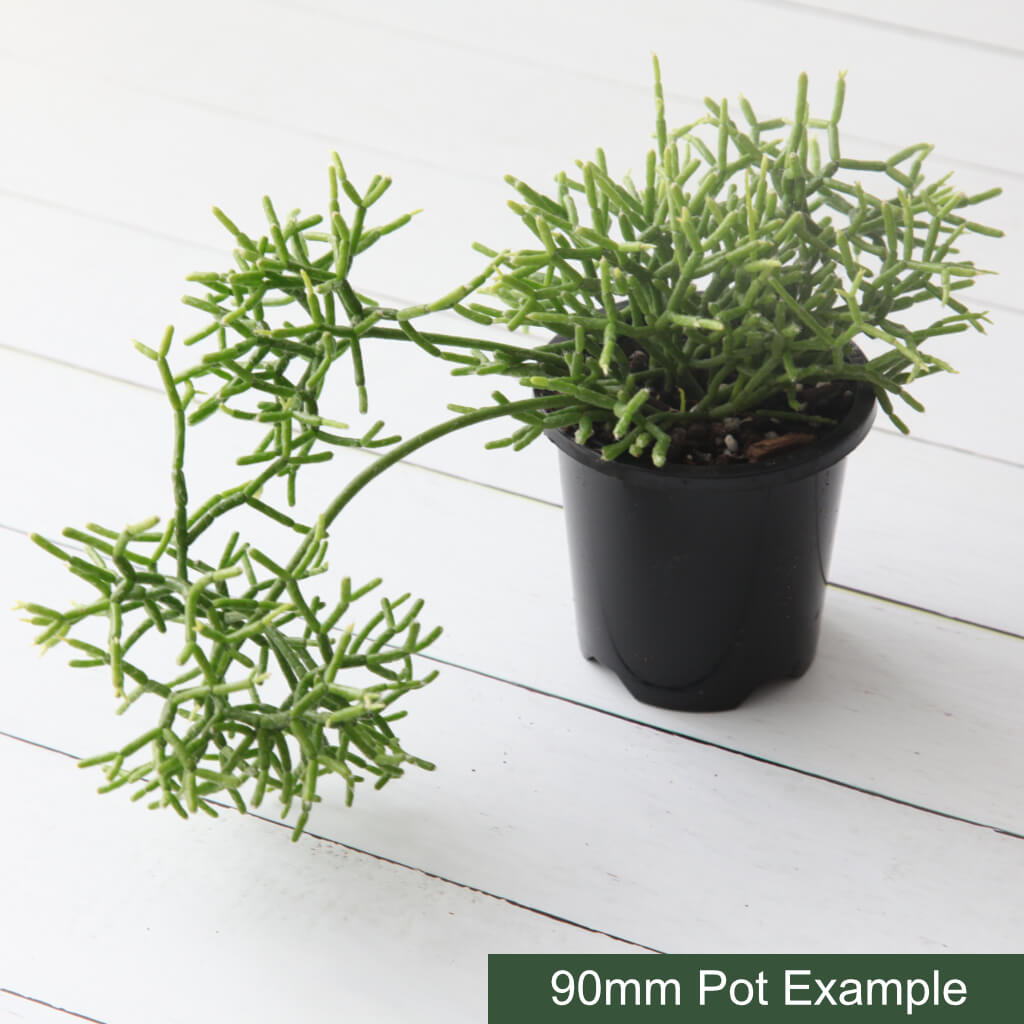 Rhipsalis cereuscula - Coral Cactus