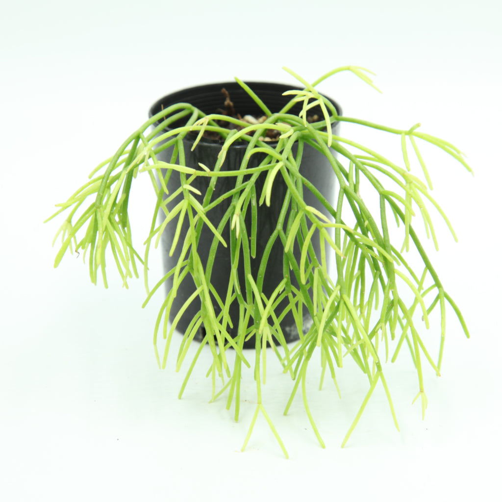 Rhipsalis burchellii