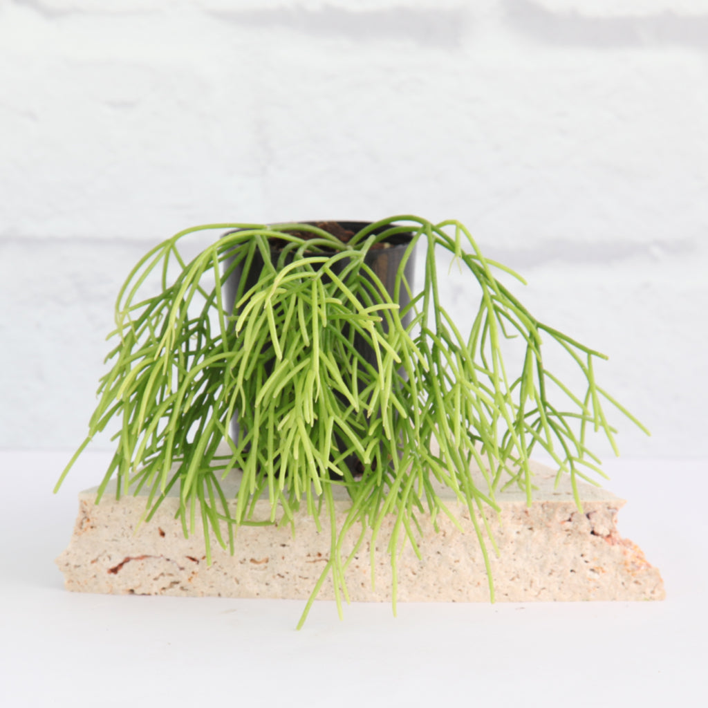 Rhipsalis burchellii