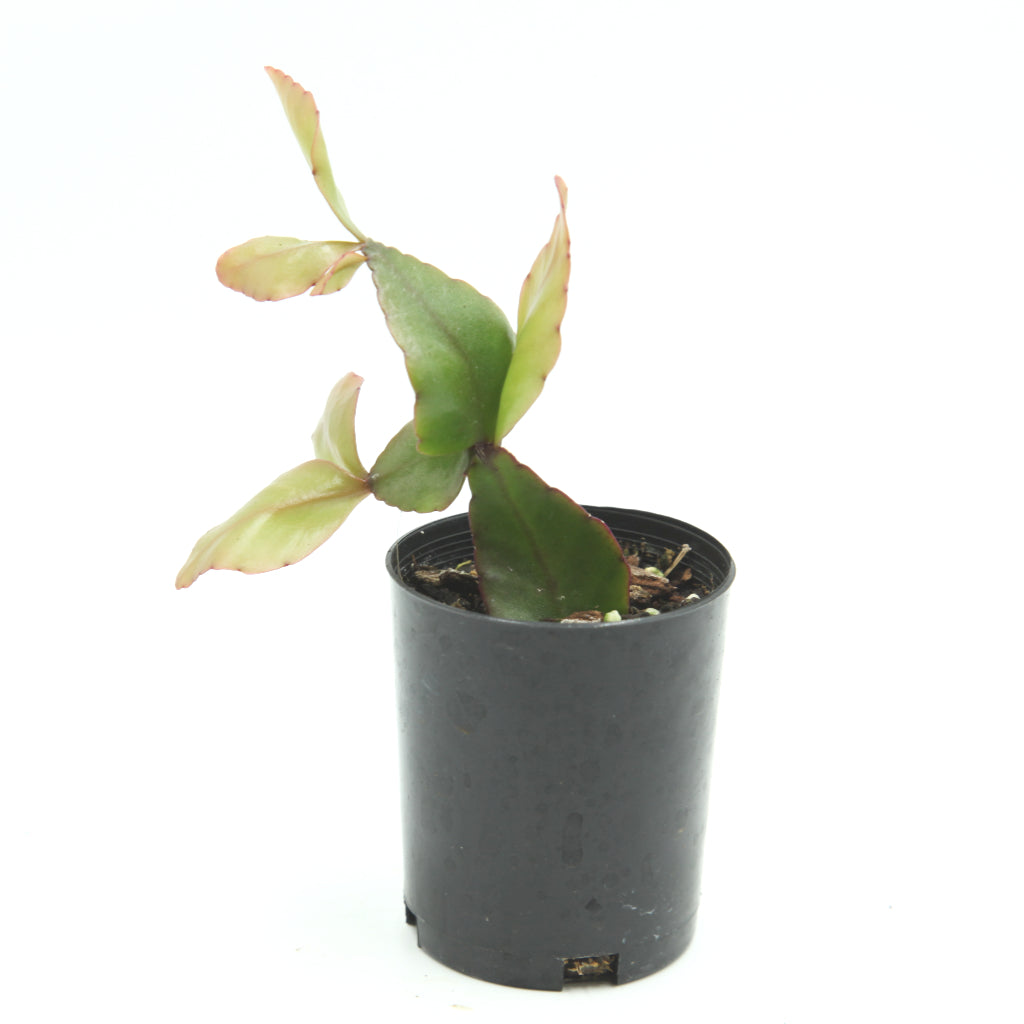 Rhipsalis elliptica