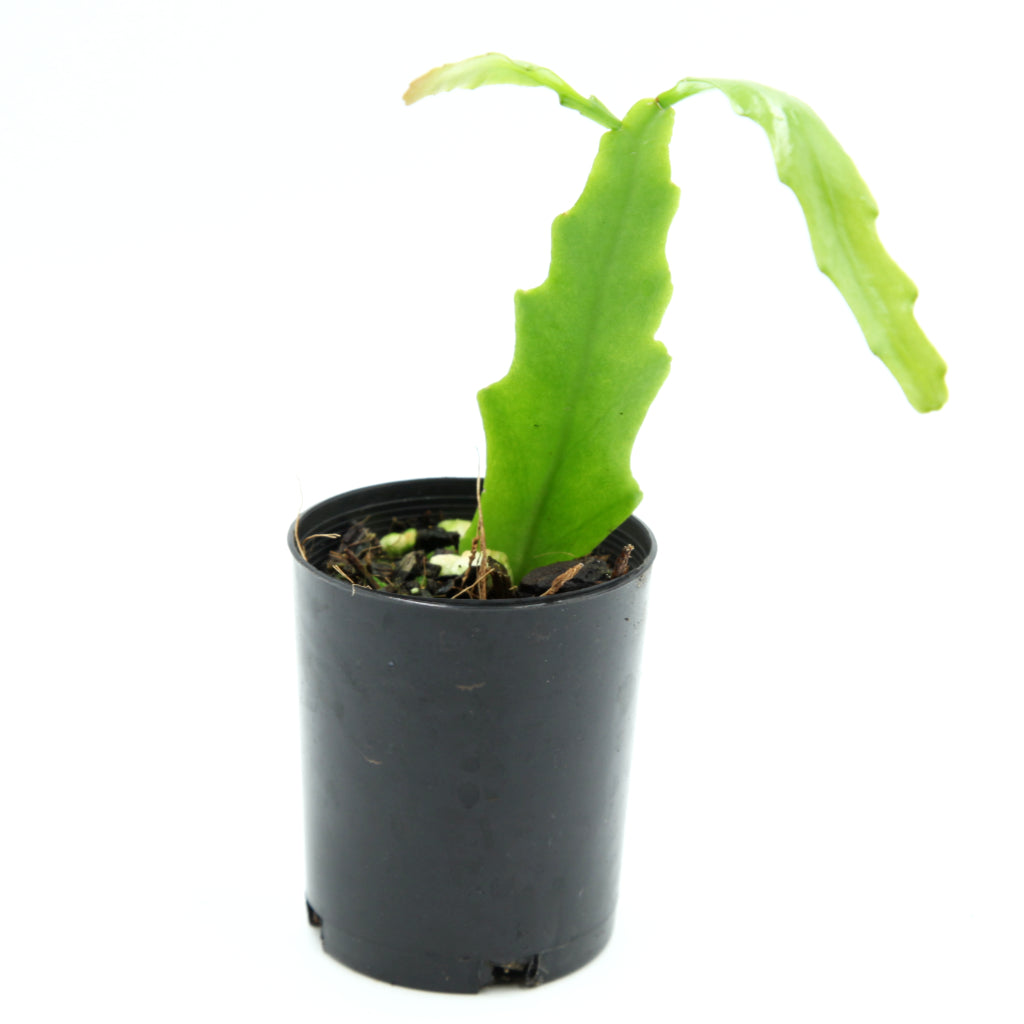 Rhipsalis goebeliana