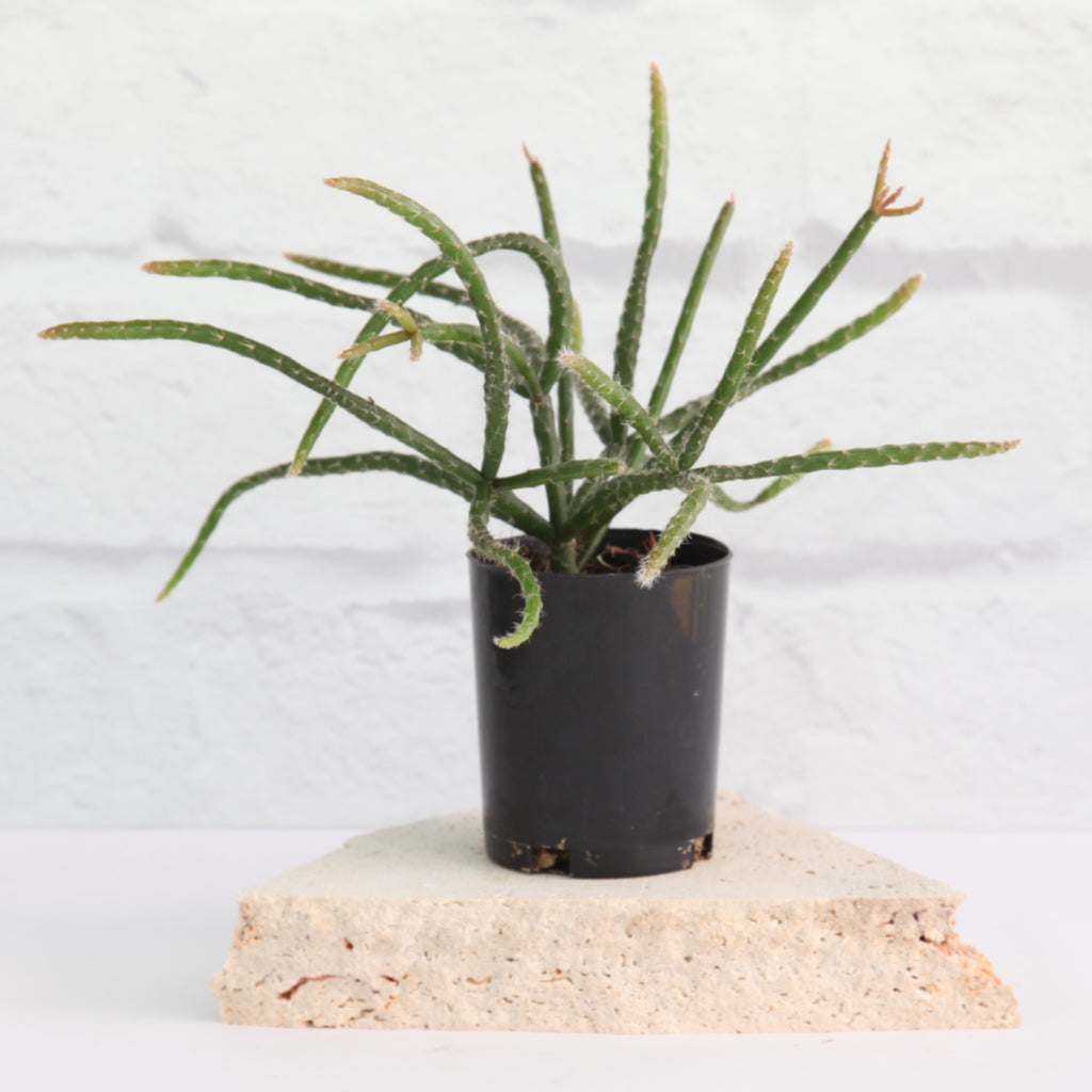 Rhipsalis baccifera subs. horrida - Mouse Tail Cactus