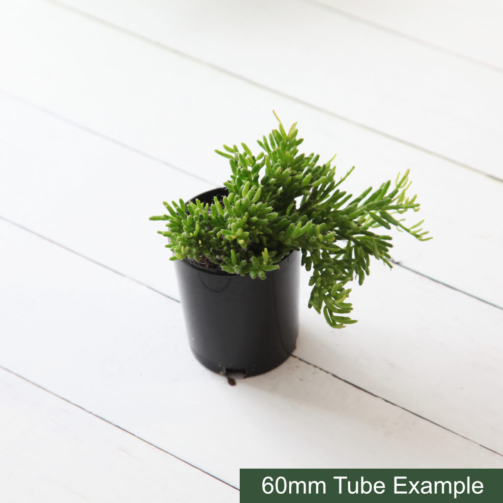 Rhipsalis mesembryanthemoides - Clumpy Mistletoe Cactus