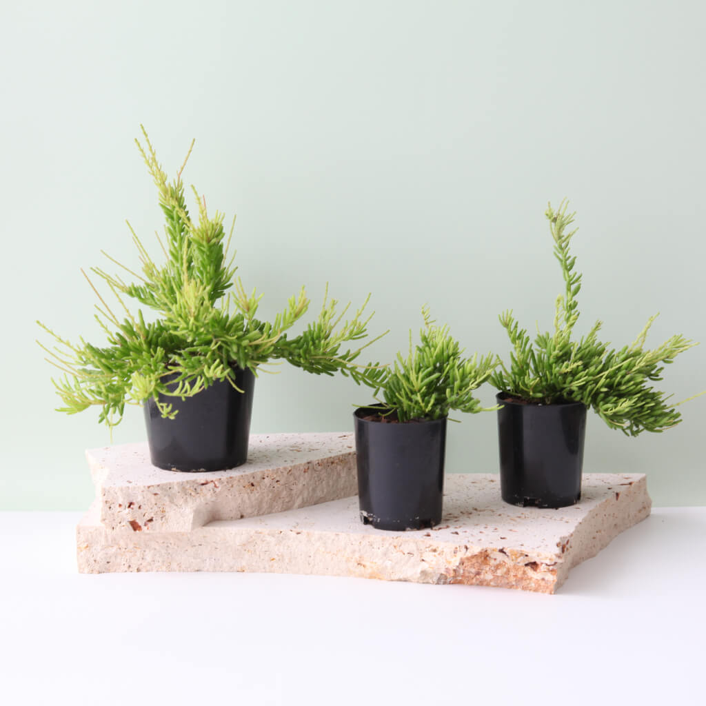 Rhipsalis mesembryanthemoides - Clumpy Mistletoe Cactus
