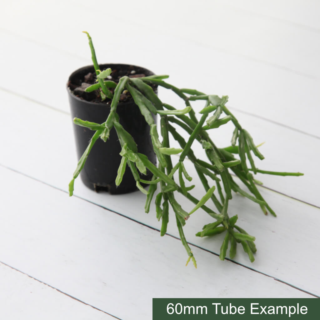 Rhipsalis sulcata