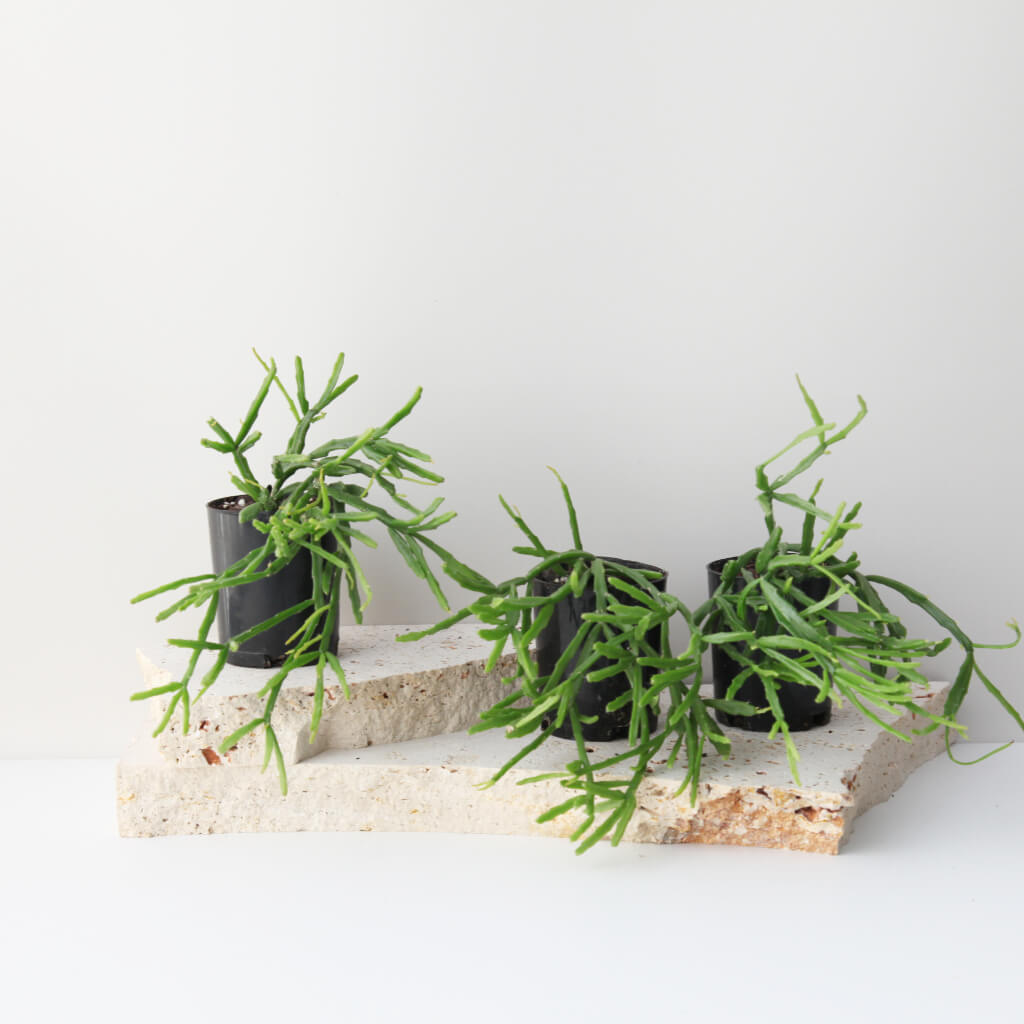 Rhipsalis sulcata