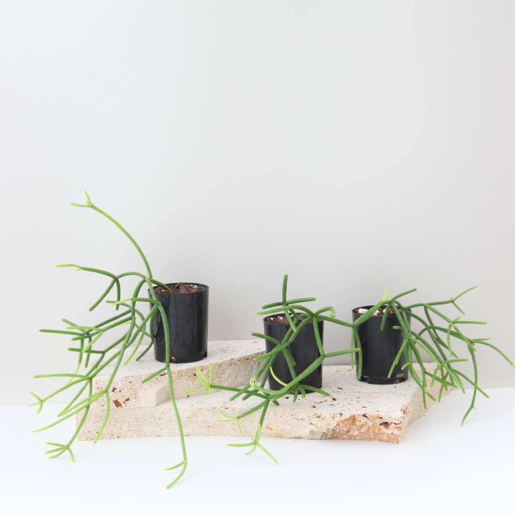 Rhipsalis teres f. heteroclada