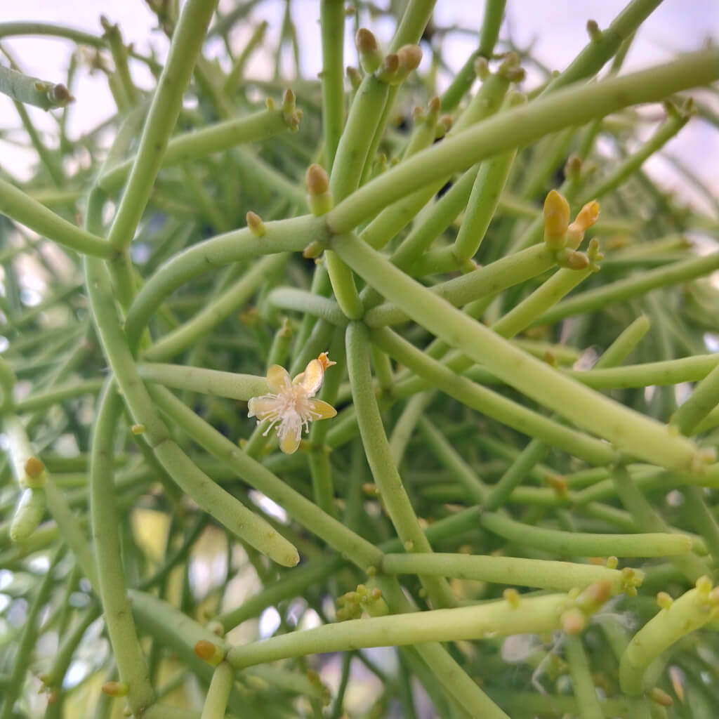 Rhipsalis teres f. heteroclada stems and flowers