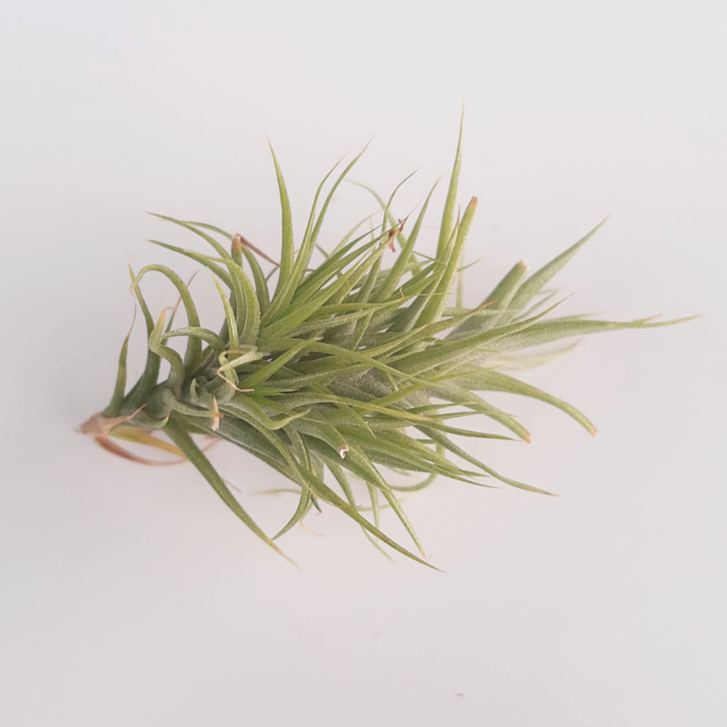Tillandsia aeranthos 'Miniata' - Air Plant