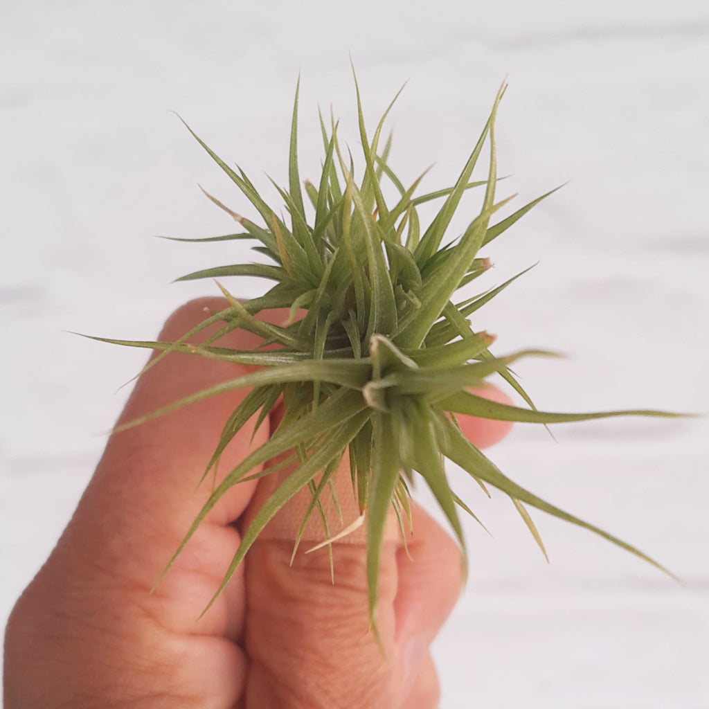 Tillandsia aeranthos 'Miniata' - Air Plant
