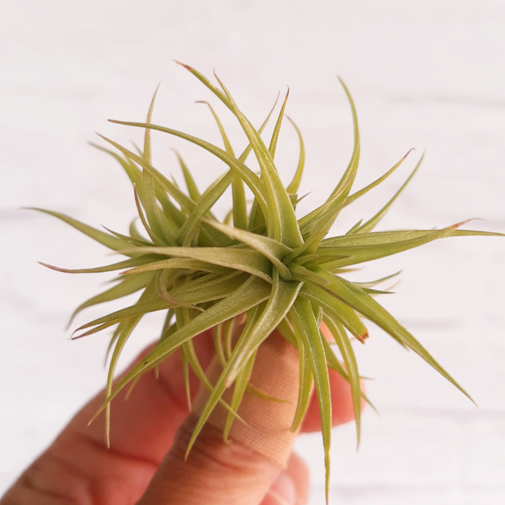 Tillandsia aeranthos 'Miniata' - Air Plant