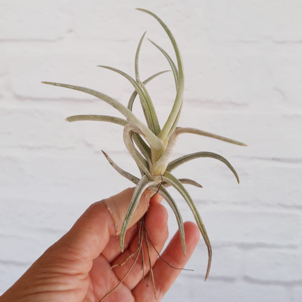 Tillandsia albida - Air Plant