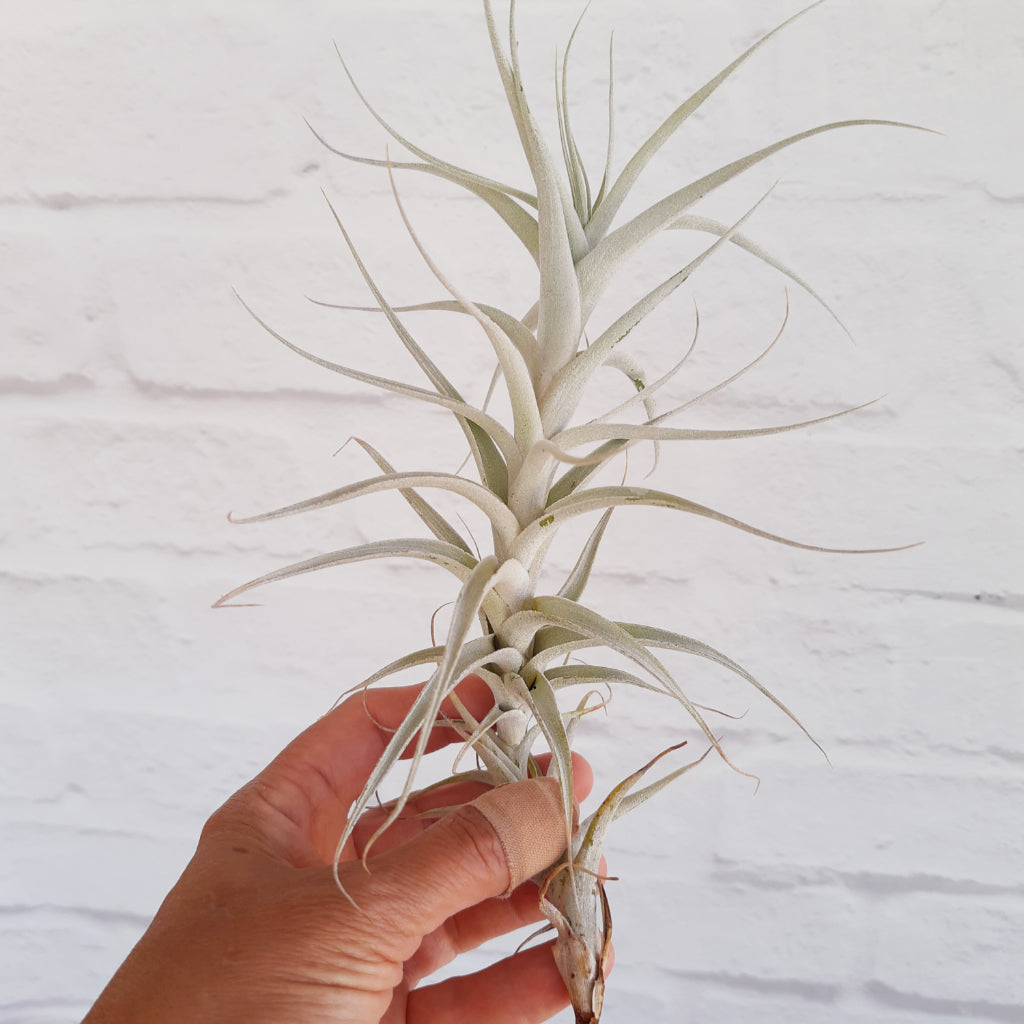 Tillandsia albida - Air Plant