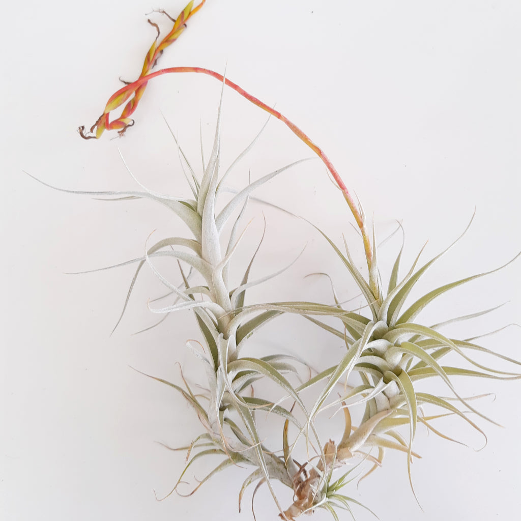 TIllandsia albida air plant