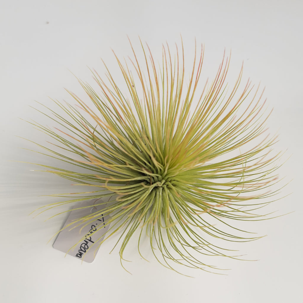Tillandsia andreana - Air Plant