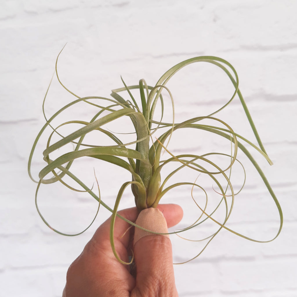 Tillandsia balbisiana air plant