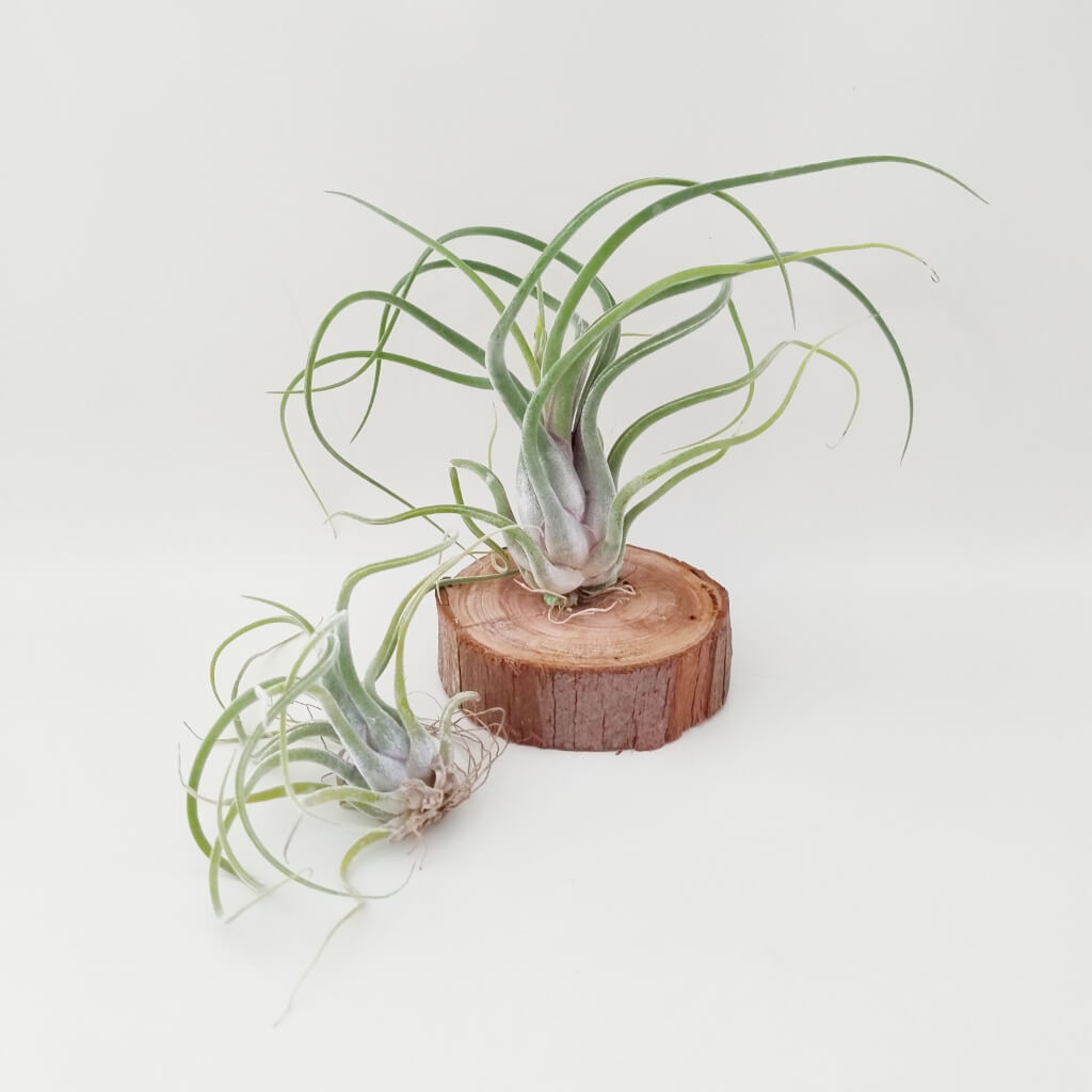 Tillandsia caput-medusae - Air Plant