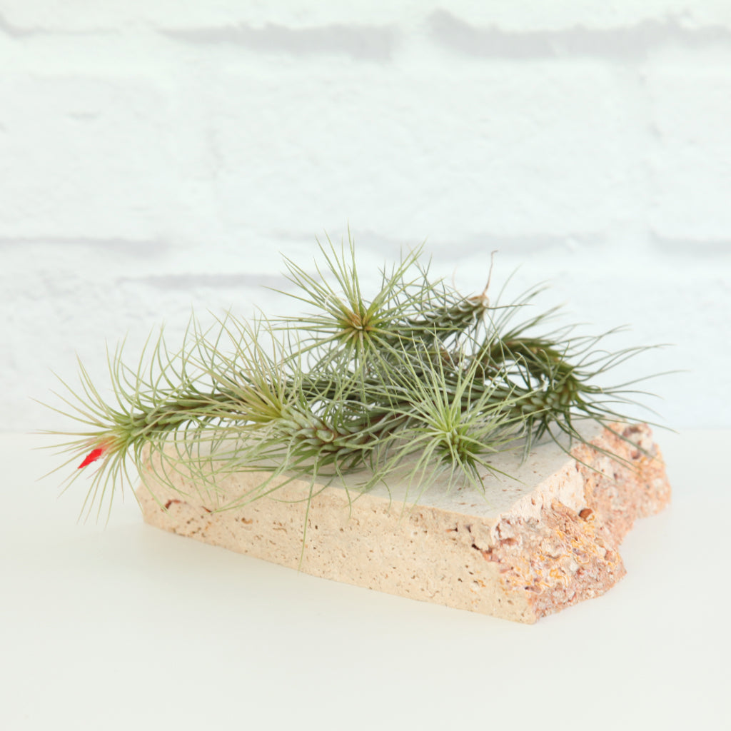 Tillandsia funckiana Air Plant Statement Plants