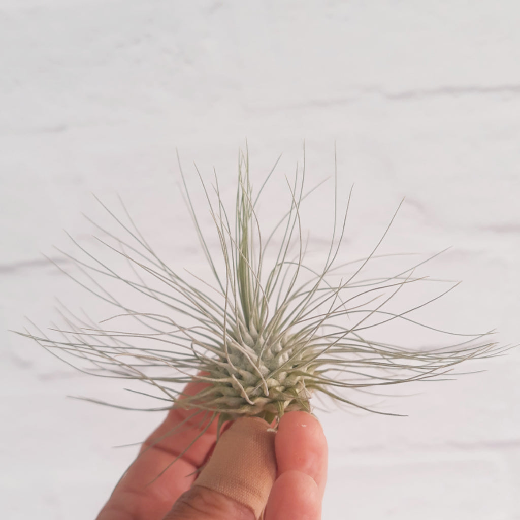 Tillandsia fuchsii var. gracilis - Air Plant